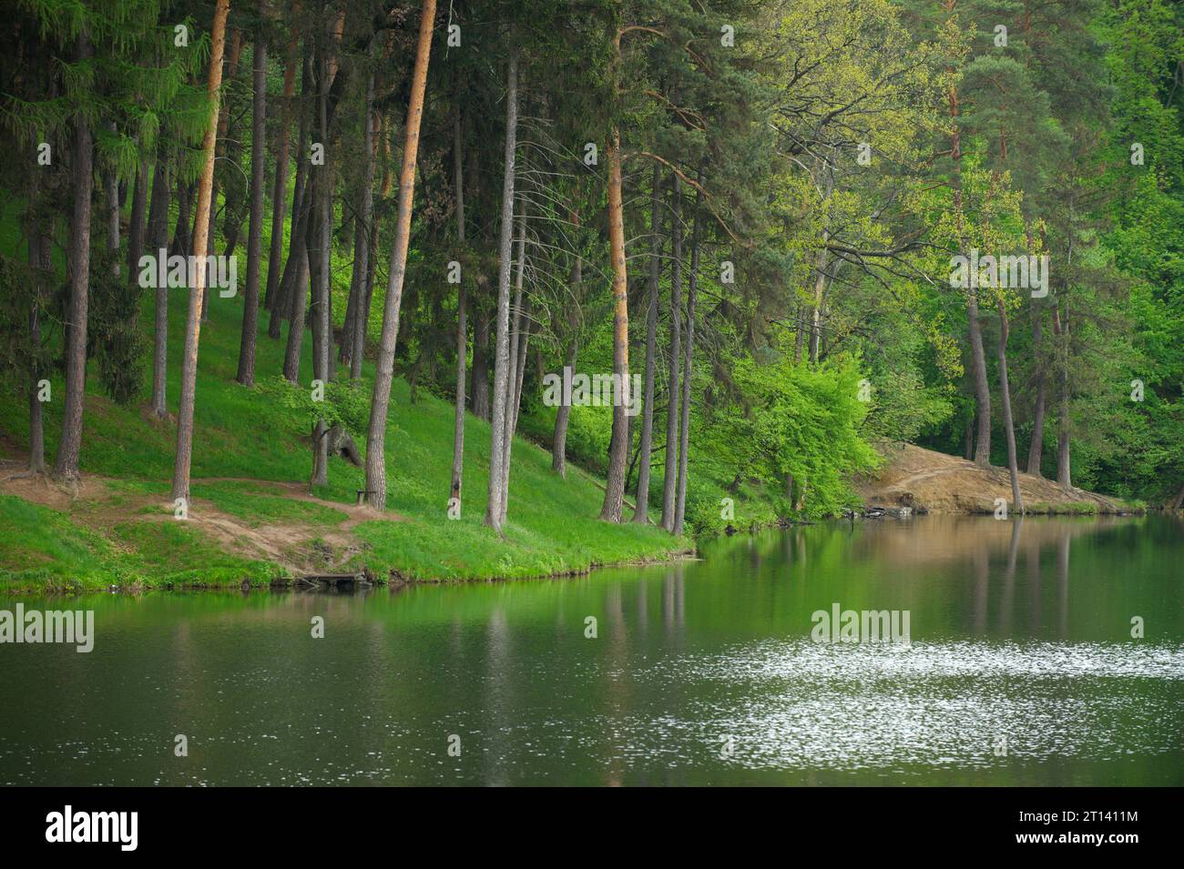 Coniferous Pine Forest and lake mirror reflection wild woods landscape ...