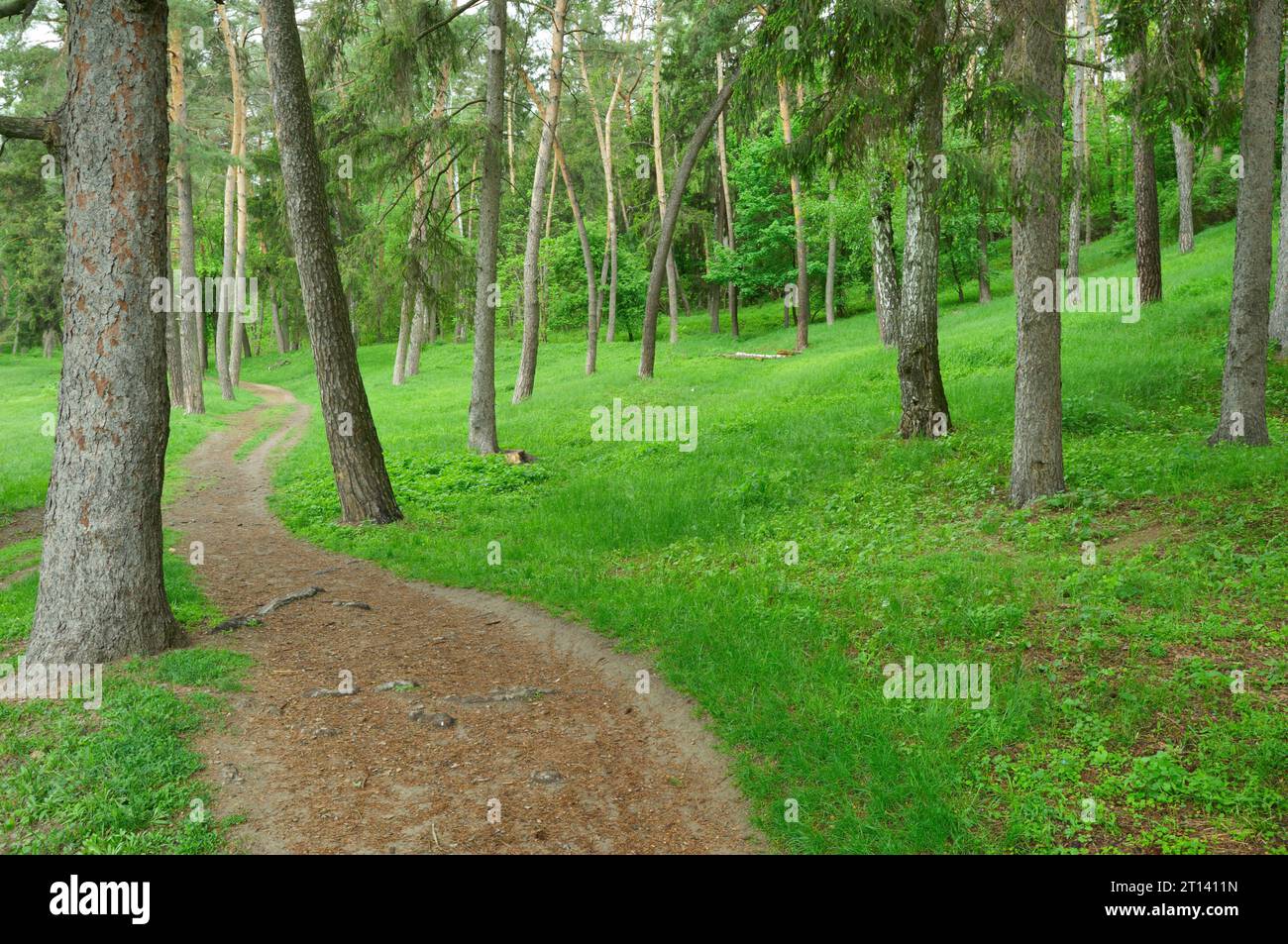 path way in green forest, nature scenic Stock Photo - Alamy