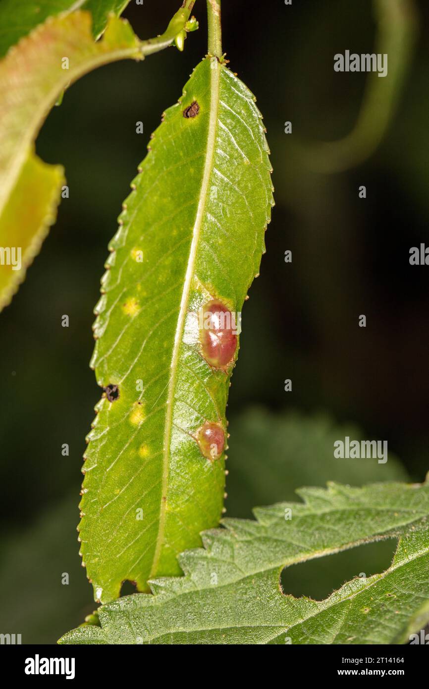 Pontania proxima, the willow gall sawfly, insect eggs implied in a willow leaf Stock Photo