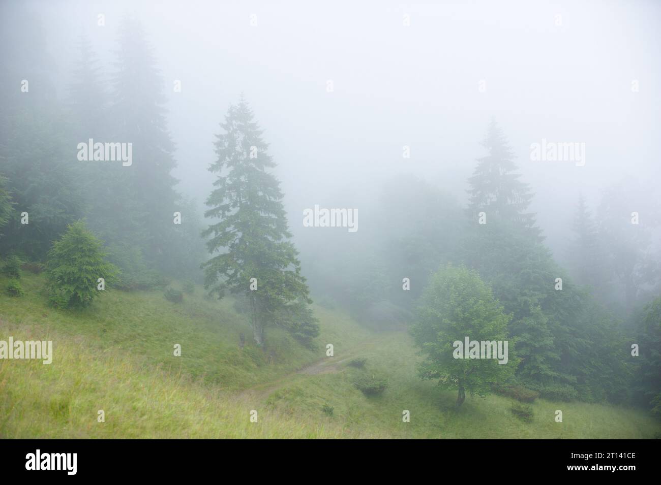 Misty landscape fir forest hi-res stock photography and images - Alamy