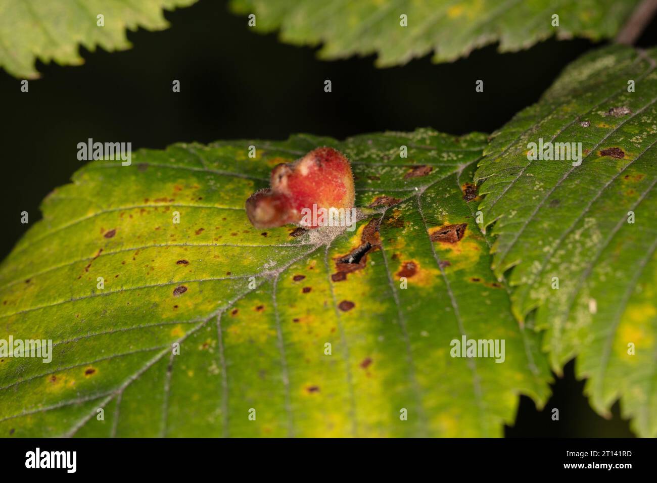 Aceria macrorhynchus and Artacris macrorhynchus, Gall mites. They are members of the Arachnid group, which includes spiders and mites Stock Photo