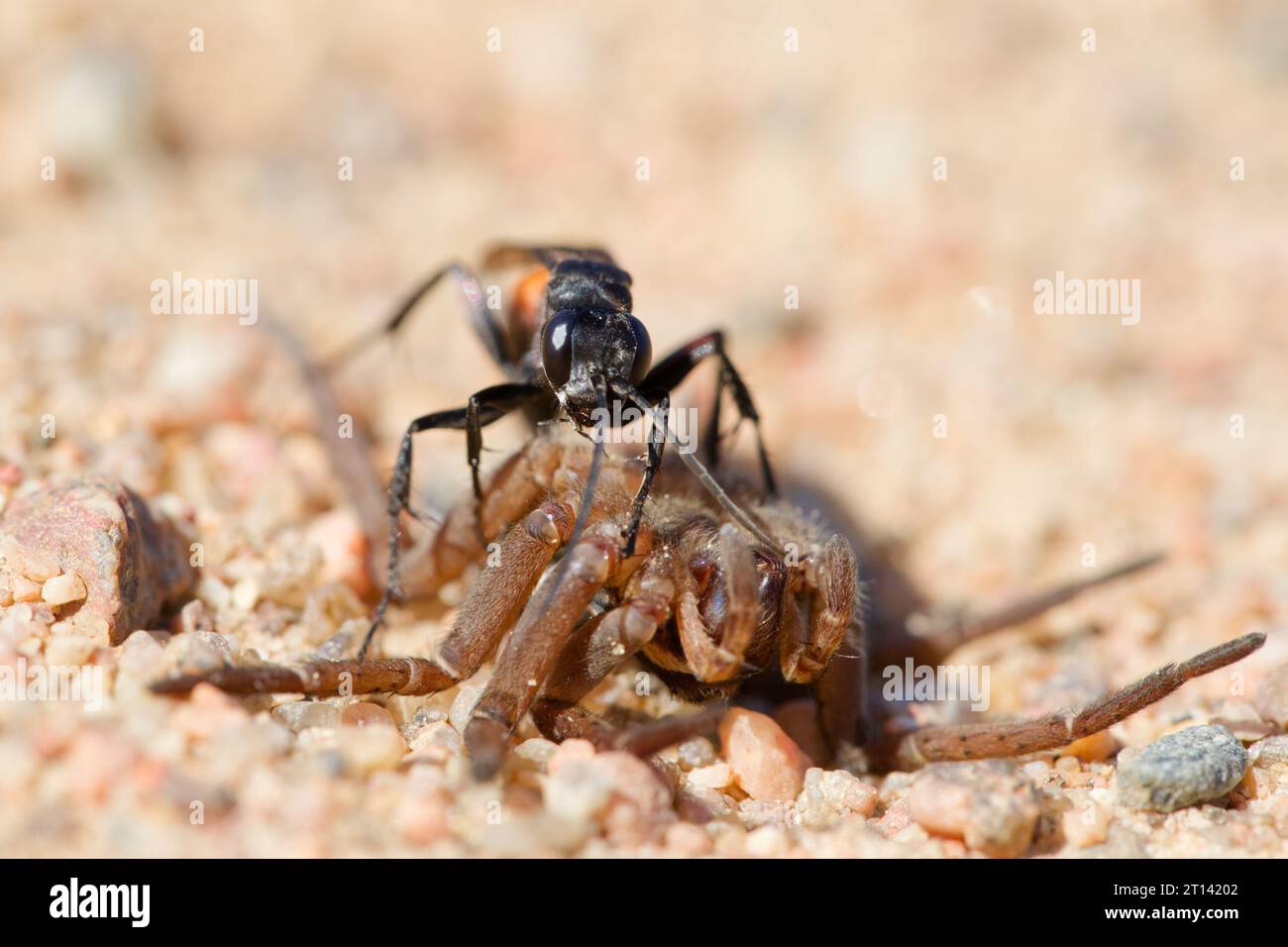 Black-banded spider wasp (Anoplius viaticus) with prey Stock Photo