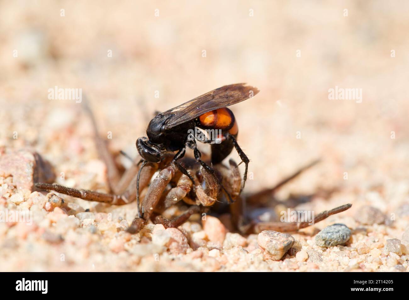 Black-banded spider wasp (Anoplius viaticus) with prey Stock Photo