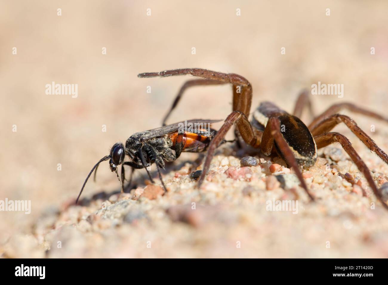 Black-banded spider wasp (Anoplius viaticus) with prey Stock Photo