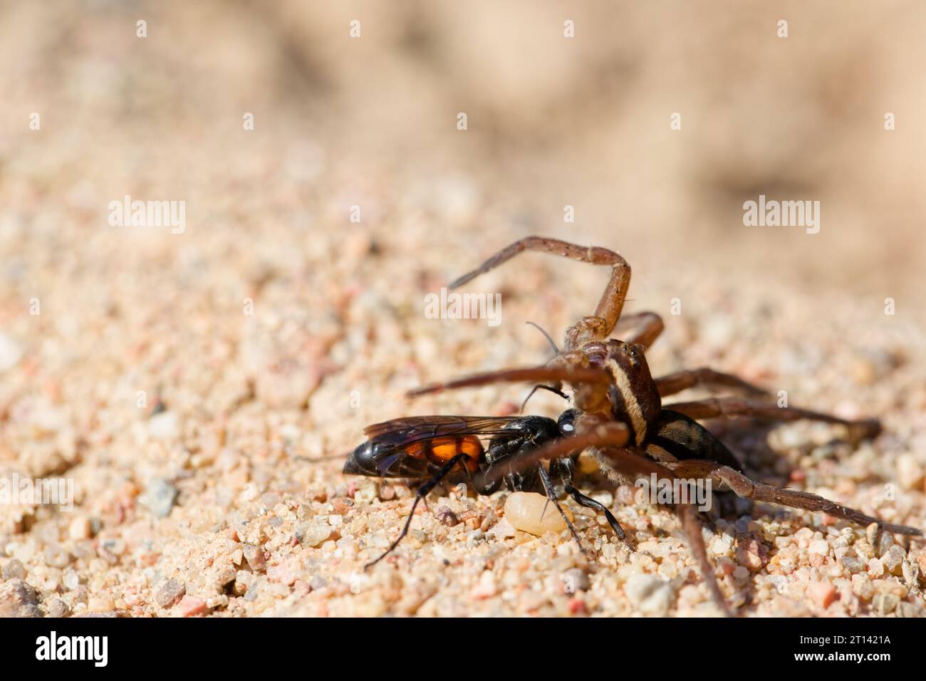 Black-banded spider wasp (Anoplius viaticus) with prey Stock Photo