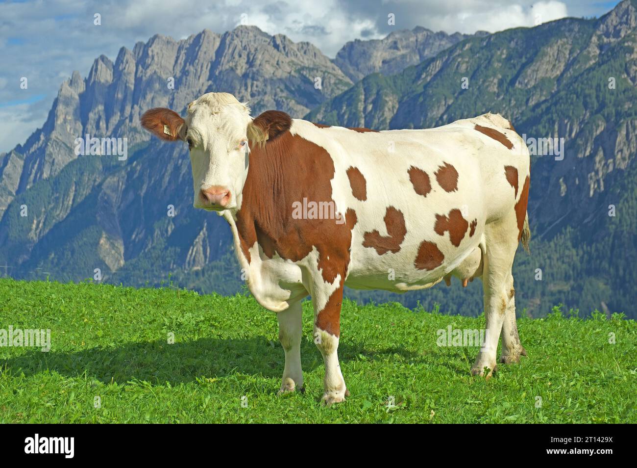 stellenanzeigen osttirol