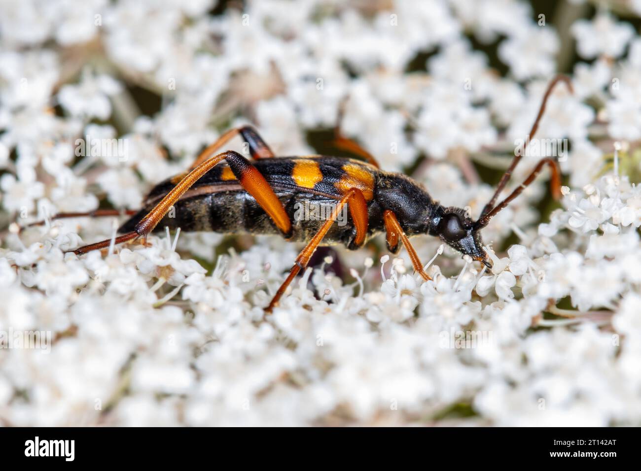 Strangalia attenuata, a species of beetle from the longhorn beetle ...
