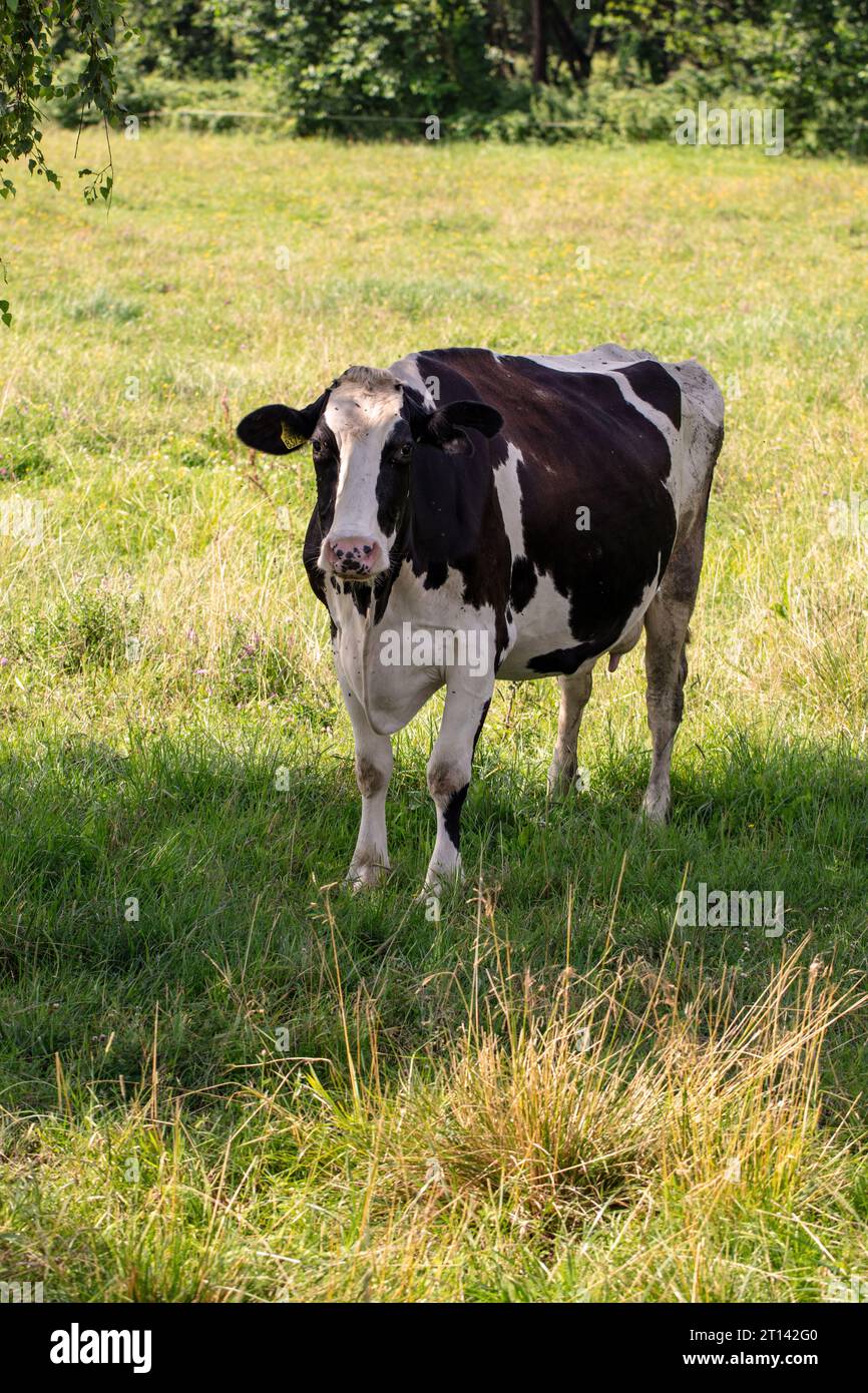 dairy cow on a pasture, black and white colors Stock Photo - Alamy