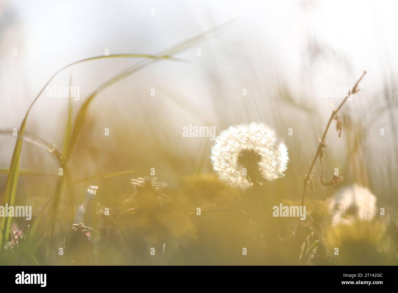 Macro of dandelion with back light Stock Photo
