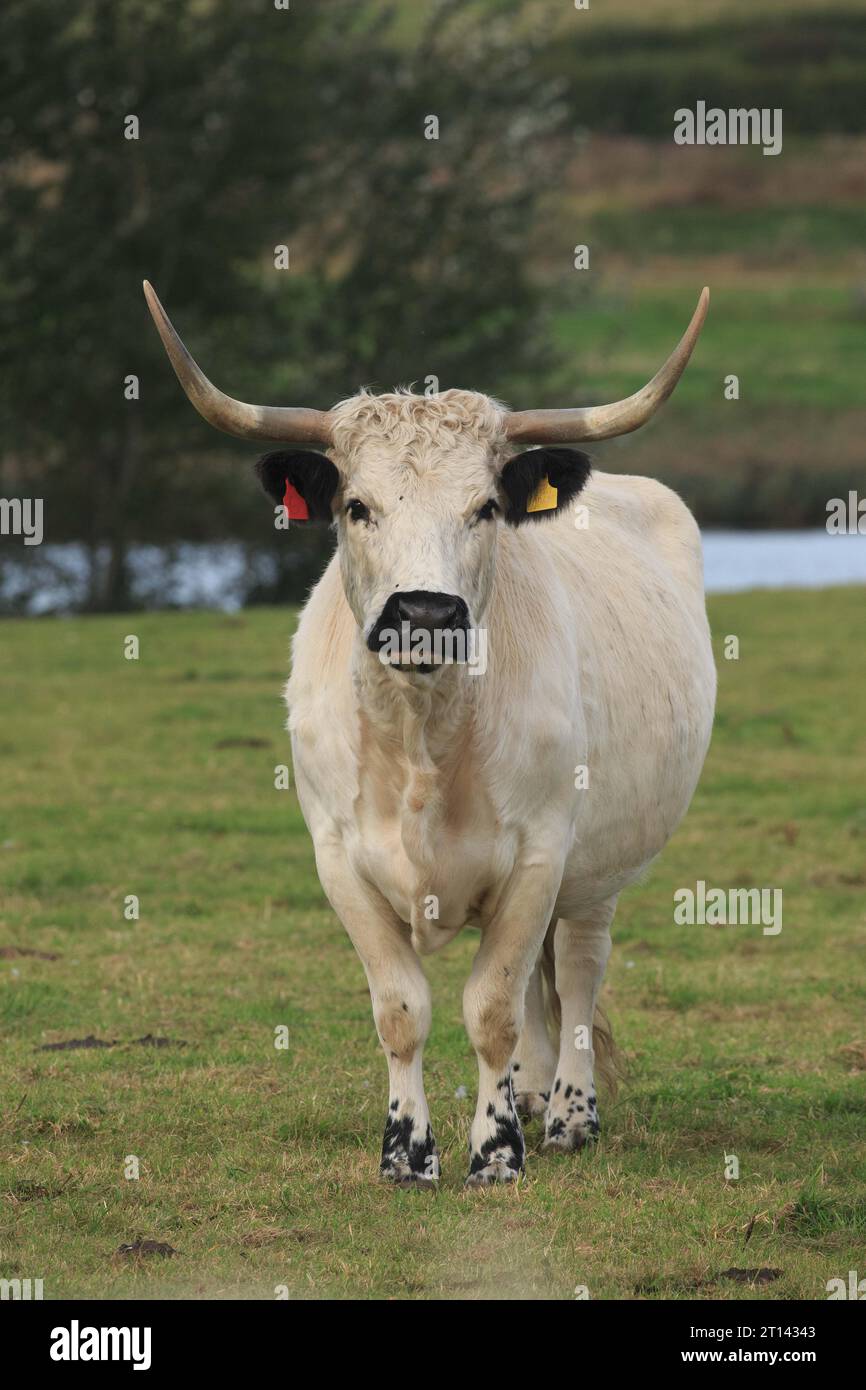 6th October 2023 White Park cattle Stock Photo Alamy