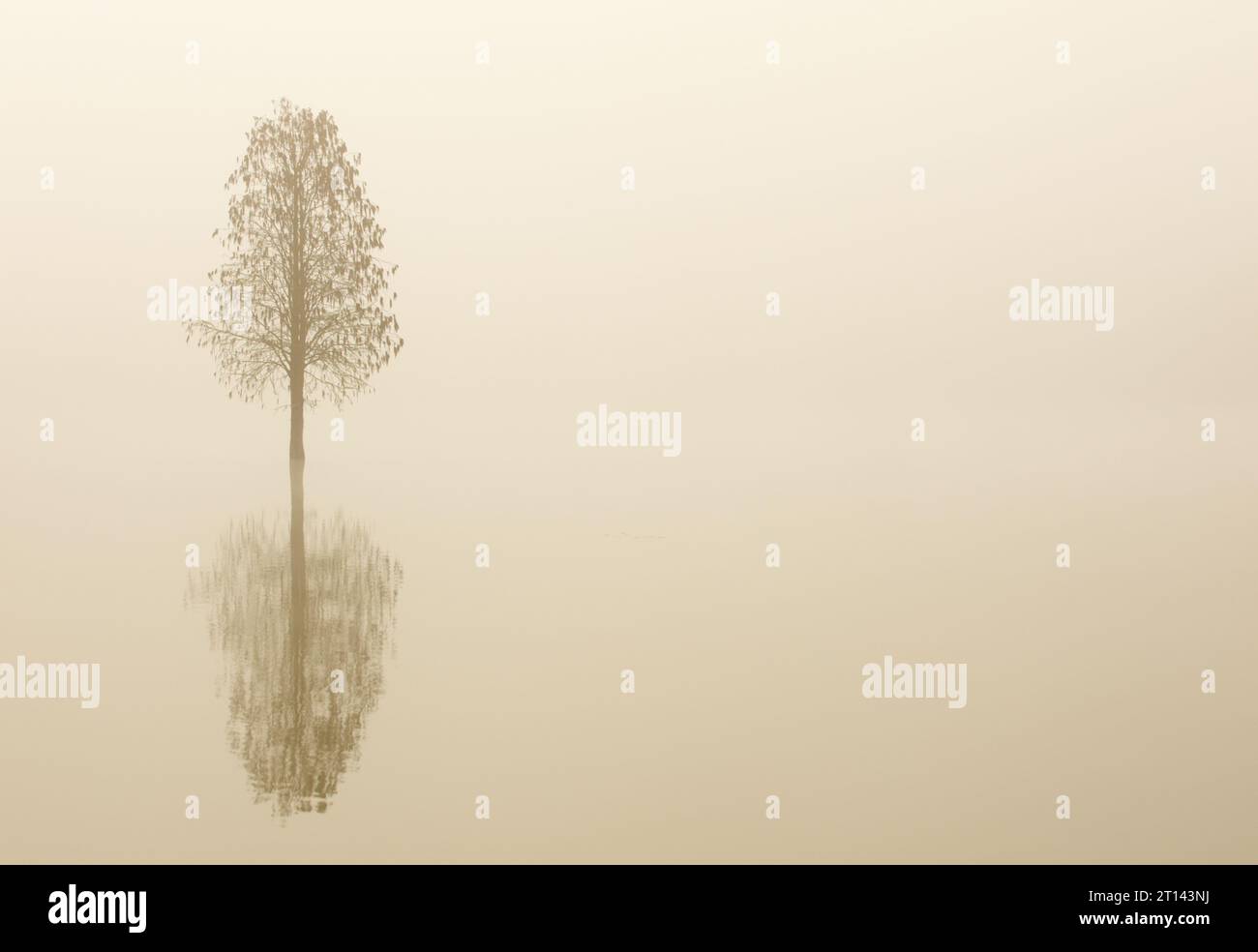 Lonely tree reflecting in water hi-res stock photography and images - Alamy