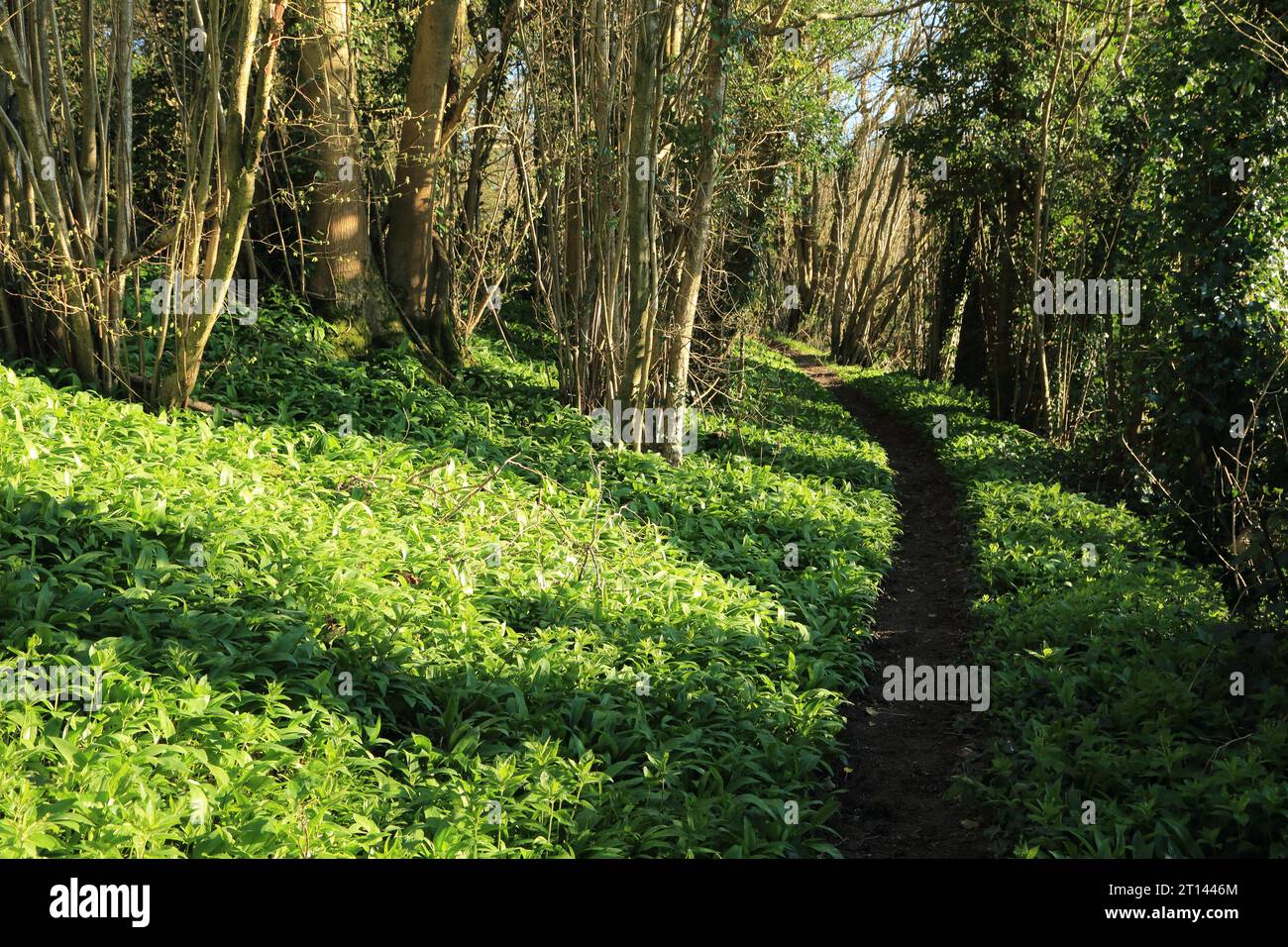 Footpath through ancient woodland with ramsoms growing on woodland floor, Spong Woods, Elmsted, Ashford, Kent, England, United Kingdom Stock Photo