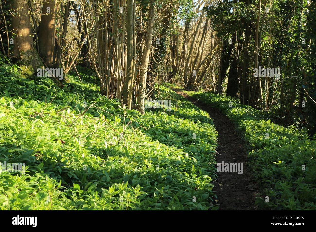 Footpath through ancient woodland with ramsoms growing on woodland floor, Spong Woods, Elmsted, Ashford, Kent, England, United Kingdom Stock Photo