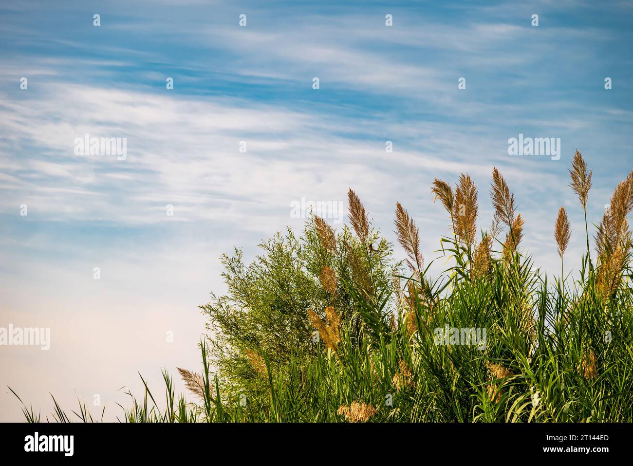 Tall reeds on the background of blue sky on a sunny day Stock Photo