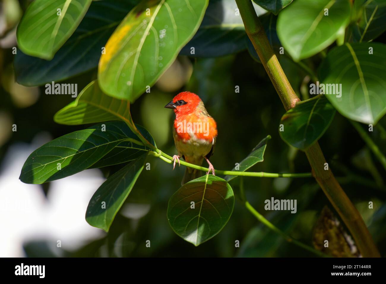 view of the cardinal bird in mauritius in the indian ocean Stock Photo