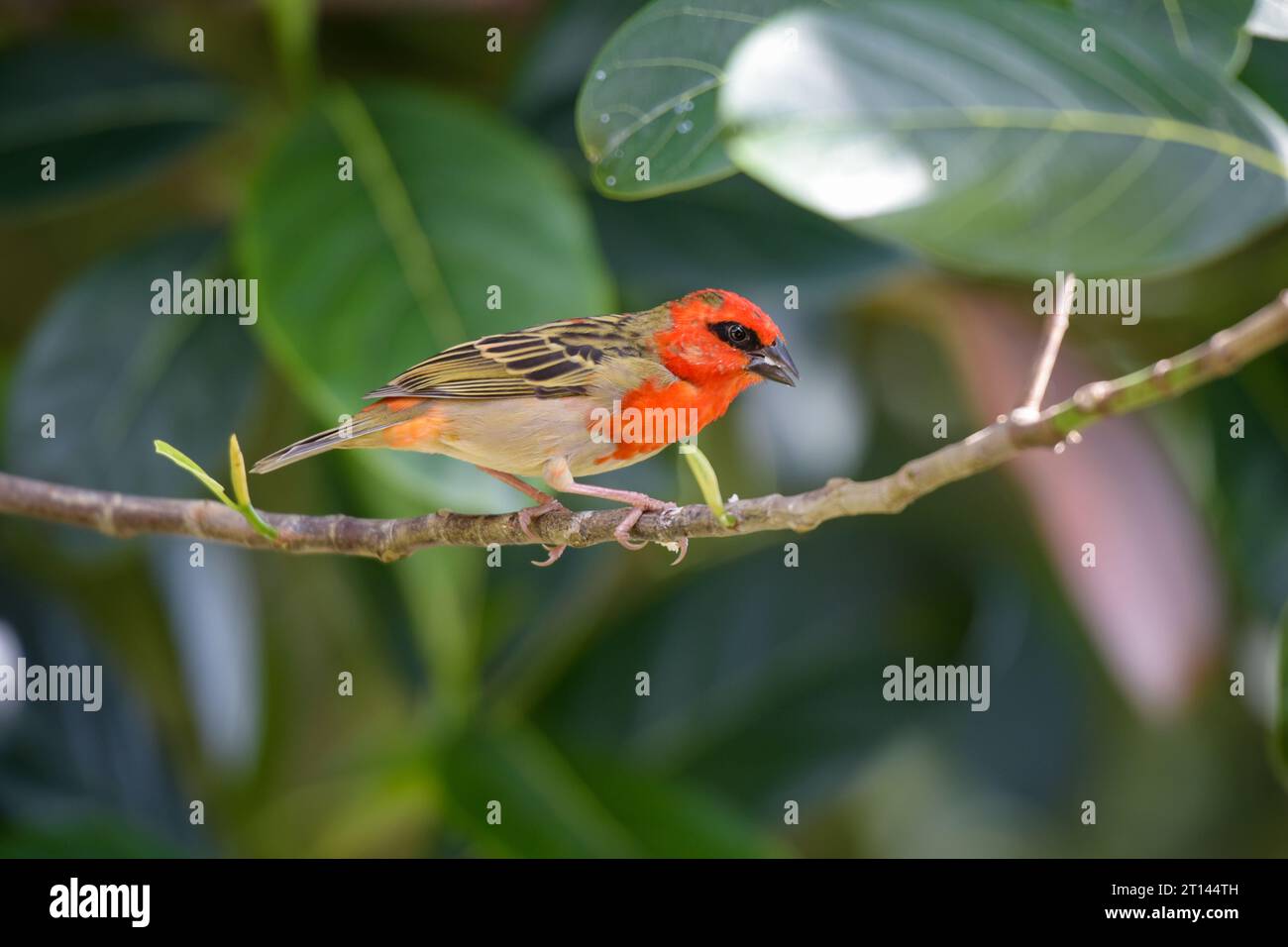 view of the cardinal bird in mauritius in the indian ocean Stock Photo