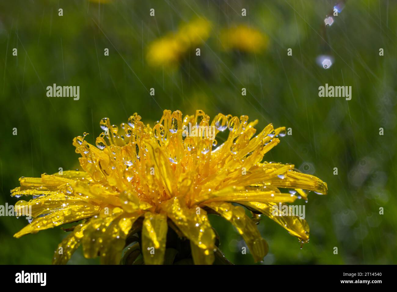 Closeup image of dandelion hi-res stock photography and images - Alamy