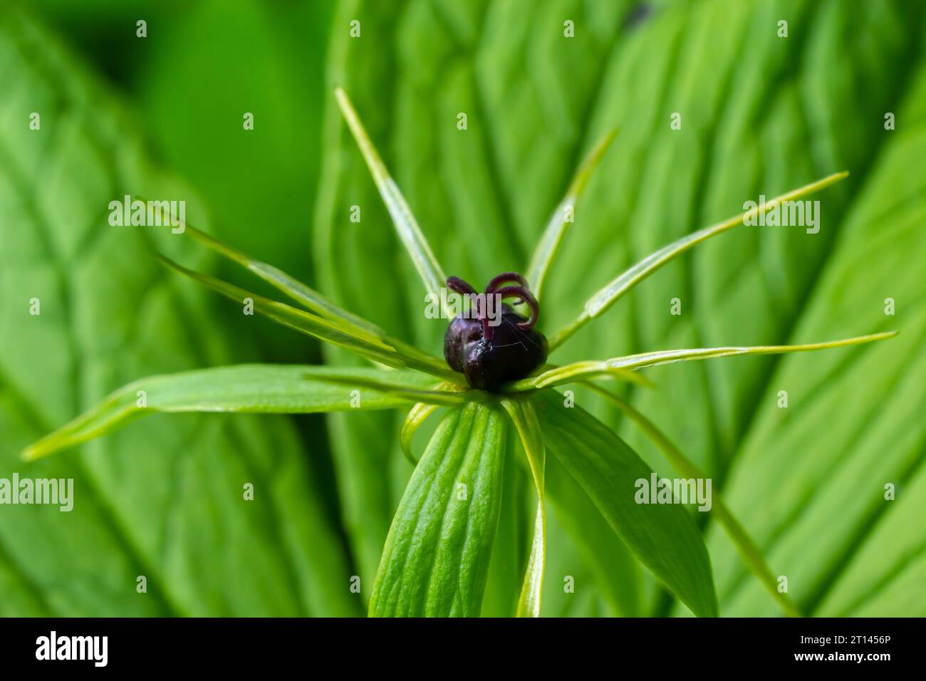 Paris quadrifolia. Flower close-up of the poisonous plant, herb-paris or the knot of true lovers. Blooming grass Paris. Crow's eye or raven eye, poiso Stock Photo