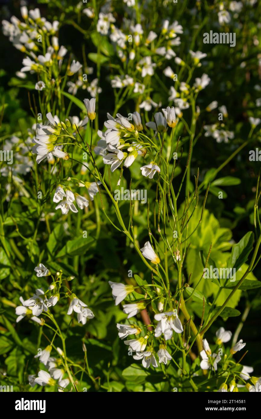 Cardamine amara, known as large bitter-cress. Spring forest. floral background of a blooming plant. Stock Photo