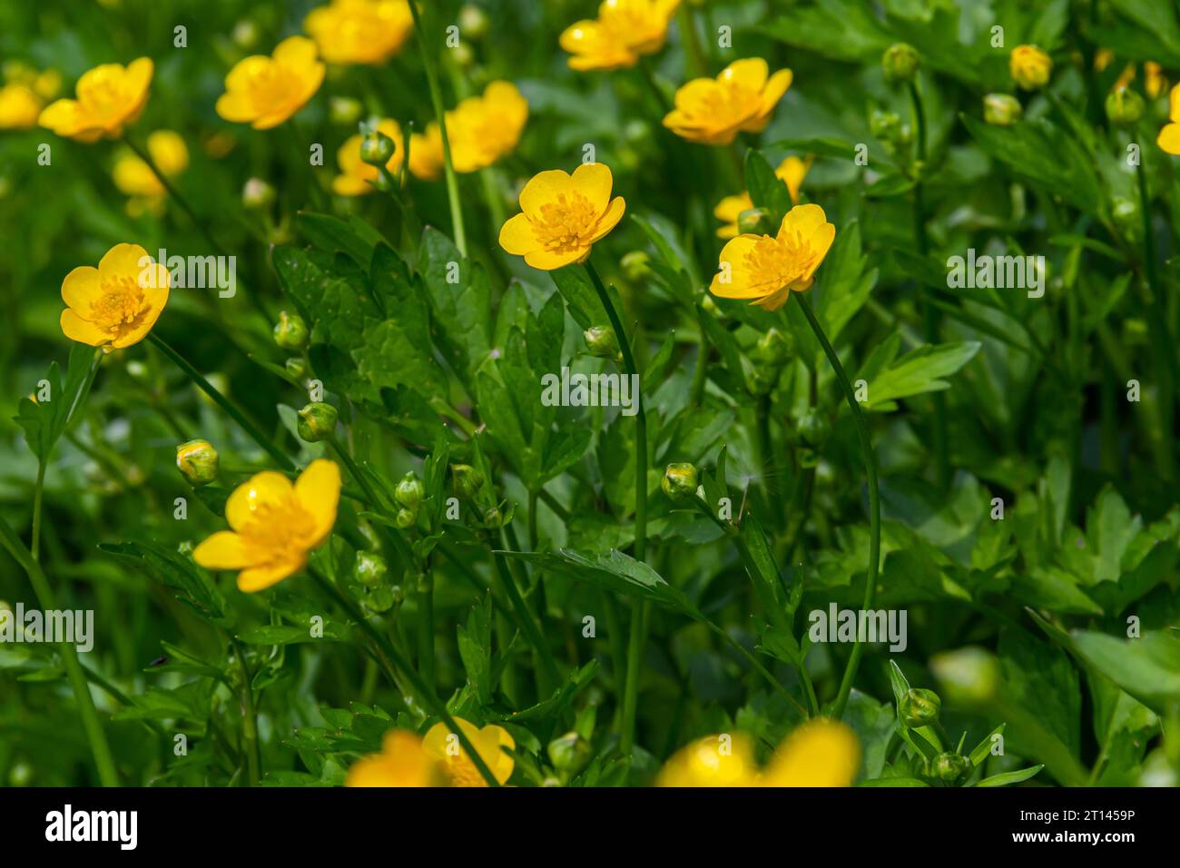 Close-up of Ranunculus repens, the creeping buttercup, is a flowering plant in the buttercup family Ranunculaceae, in the garden. Stock Photo