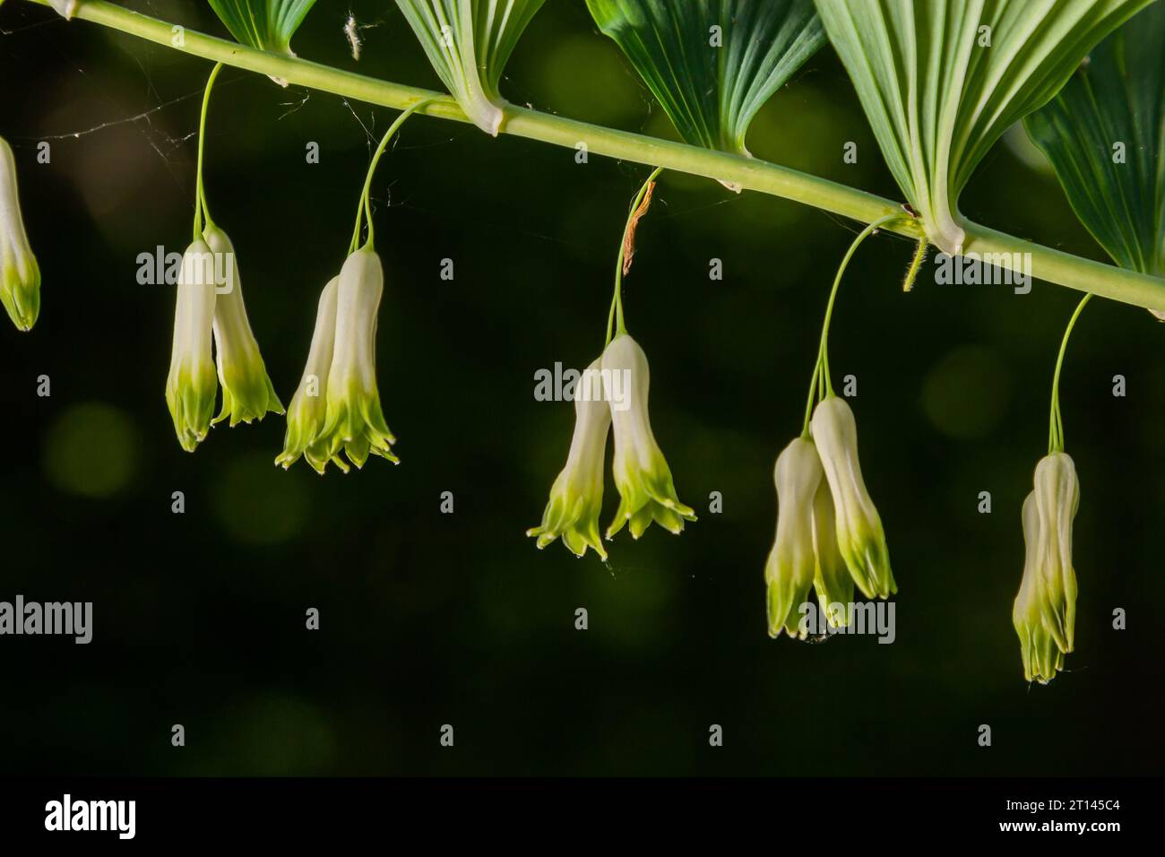 Polygonatum multiflorum, the Solomon's seal, David's harp, ladder-to-heaven or Eurasian Solomon's seal, is a species of flowering plant in the family Stock Photo