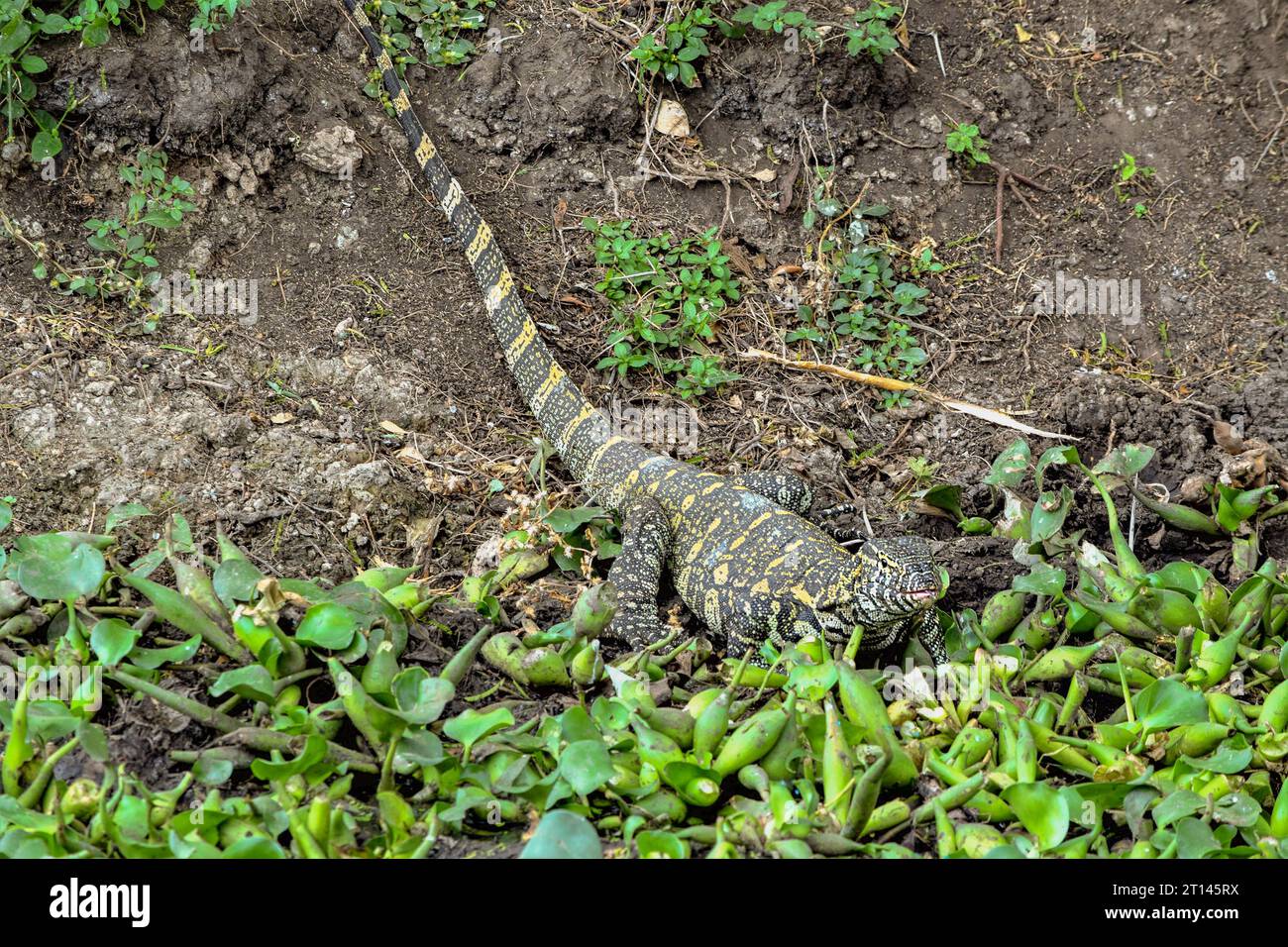 Nile monitor seen at the Queen Elizabeth National Park in Uganda, Africa Stock Photo