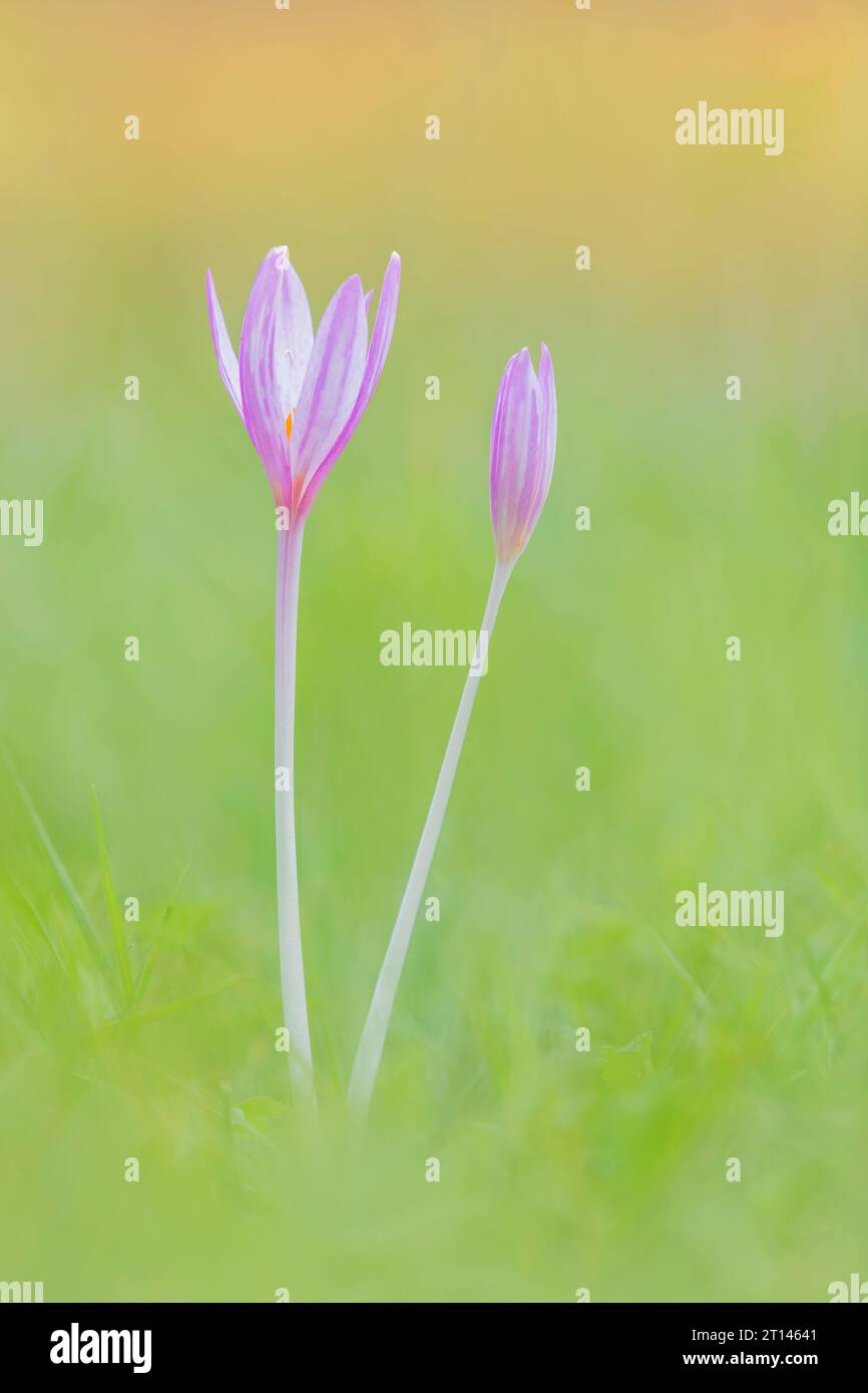 Toxic Autumn Crocus, Colchicum autumnale, vertical Stock Photo Alamy
