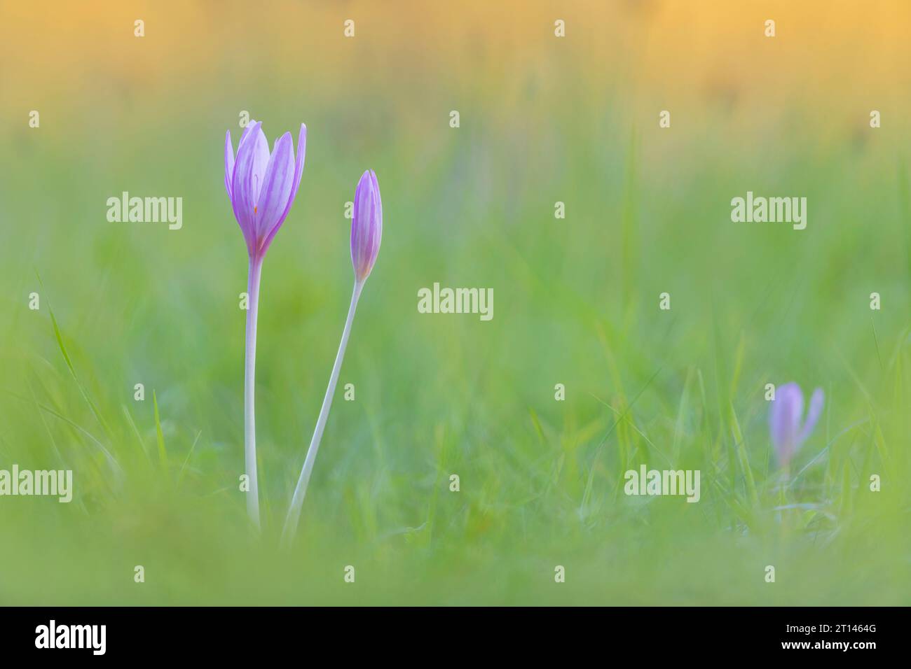 Toxic Autumn Crocus, Colchicum autumnale, horizontal Stock Photo Alamy
