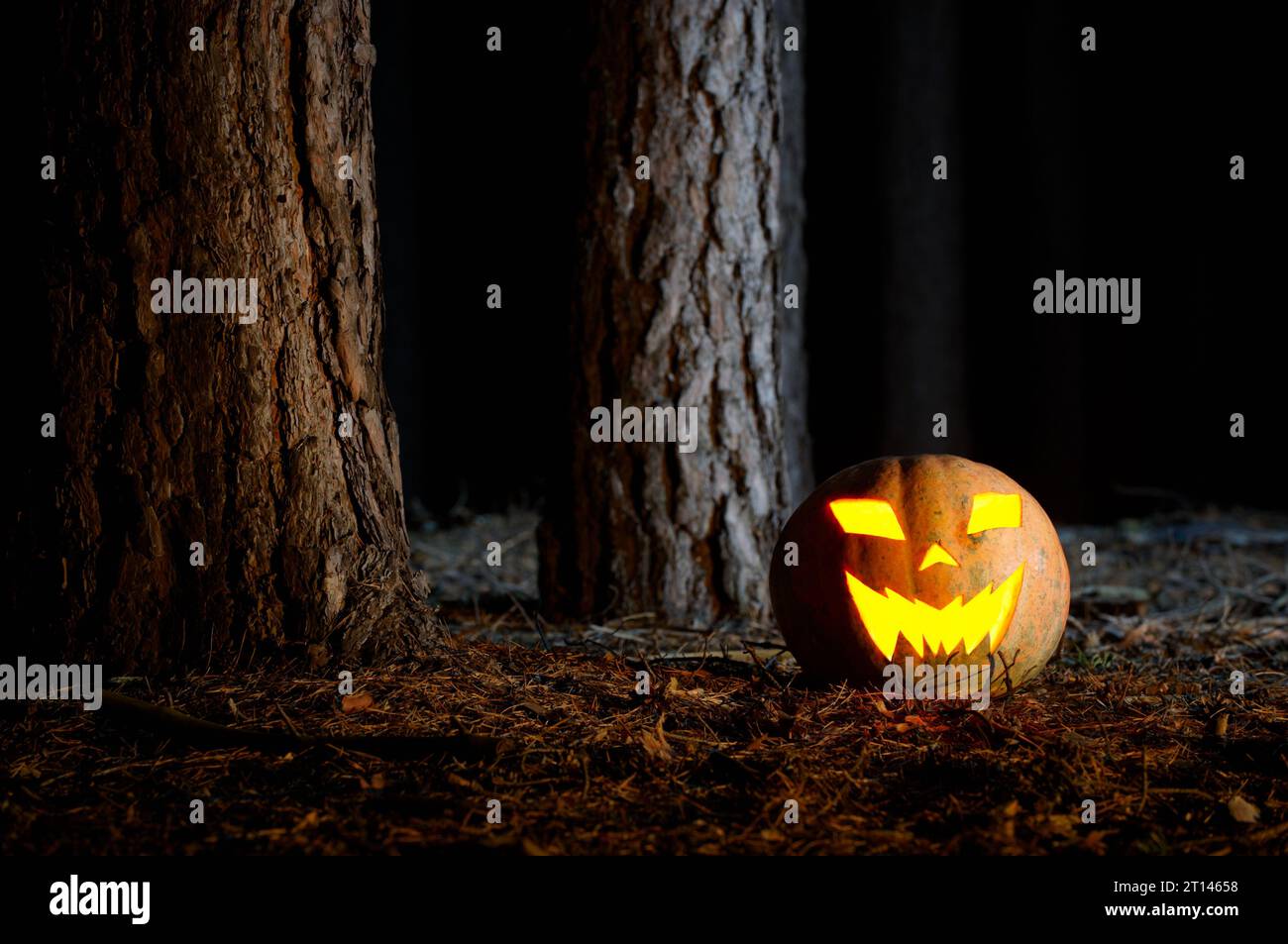 Halloween Pumpkin In A Mystic Forest At Night Stock Photo - Alamy