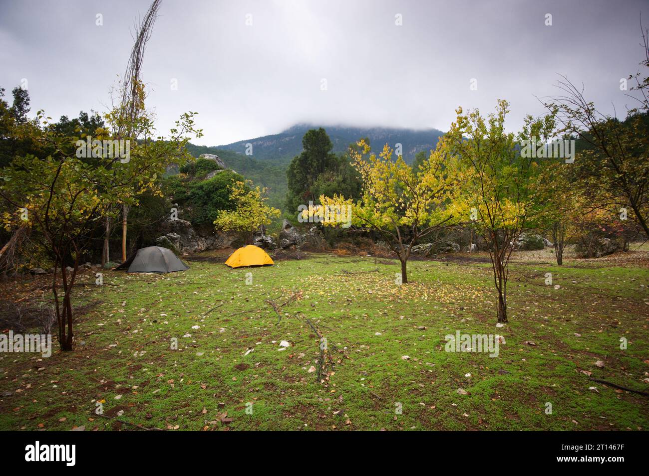 Two tents in morning forest hi-res stock photography and images - Alamy