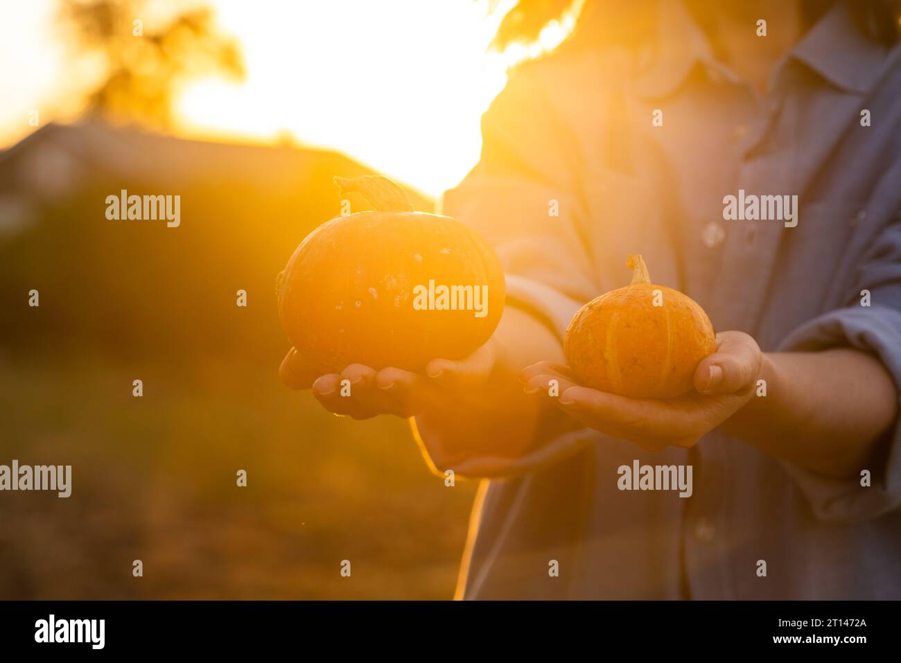 Woman farmer with ripe pumpkin. Stock Photo
