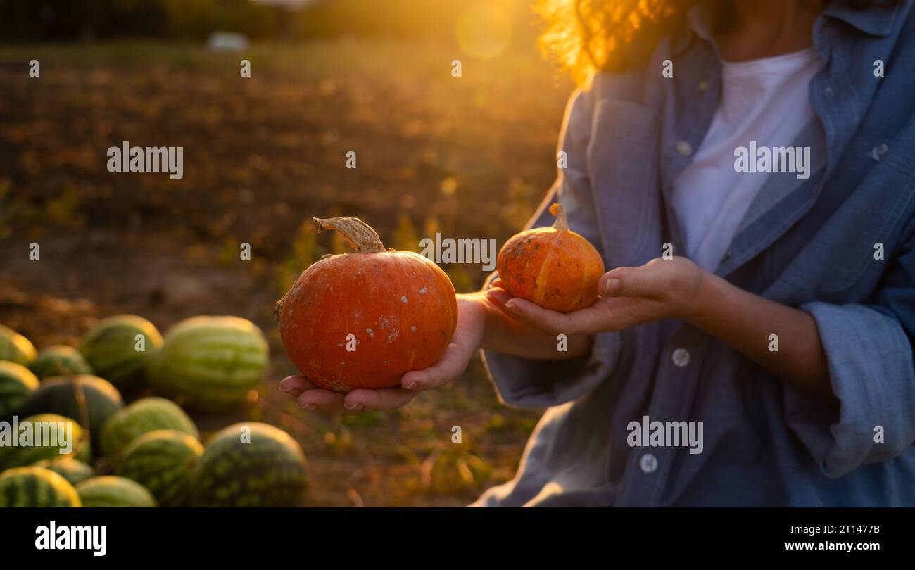 Woman farmer with ripe pumpkin. Stock Photo