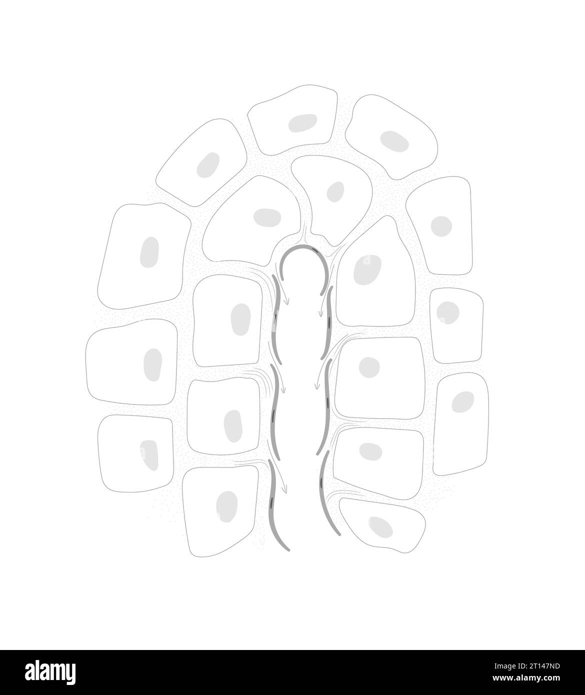 The lymph system line drawing. Structure of the terminal end of