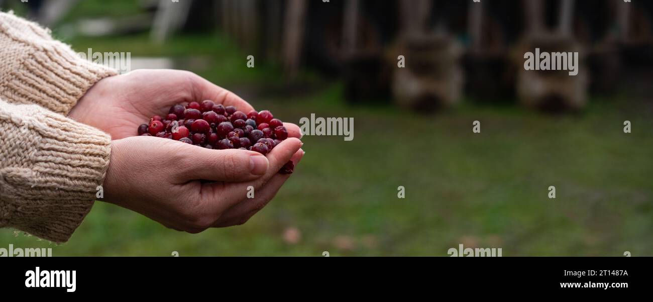 Female hands hold red cranberries on a background of autumn leaves. Stock Photo