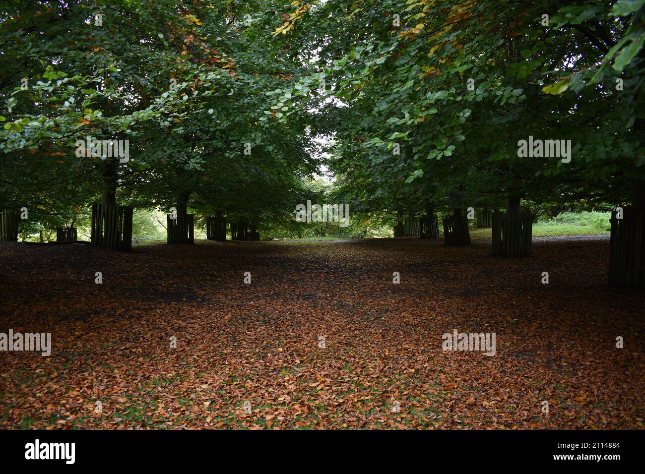 An area of thick low trees in a park with a thin carpet of dead leaves underneath them at the beginning of autumn. Stock Photo