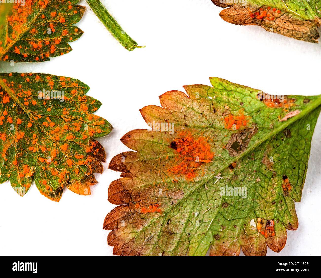 Plant leaf covered in fungal disease known as rust Stock Photo Alamy