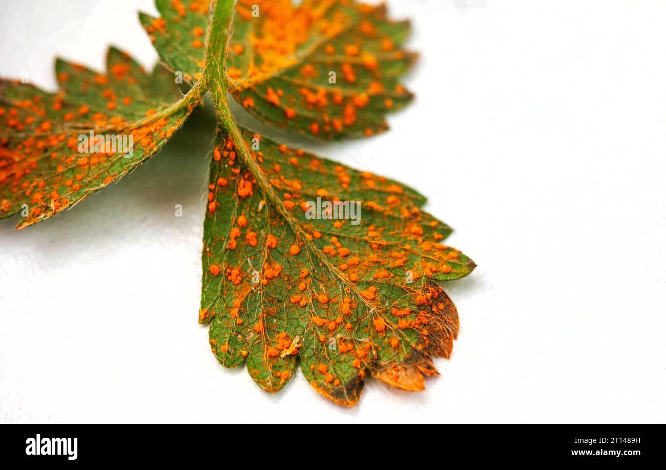 Plant leaf covered in fungal disease known as rust Stock Photo Alamy