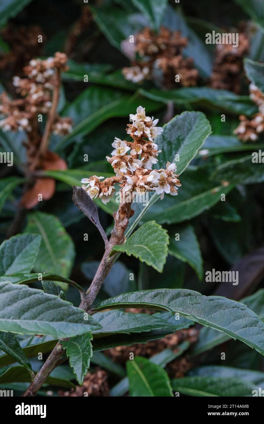 loquat, Eriobotrya japonica, small white flowers in winter Stock Photo