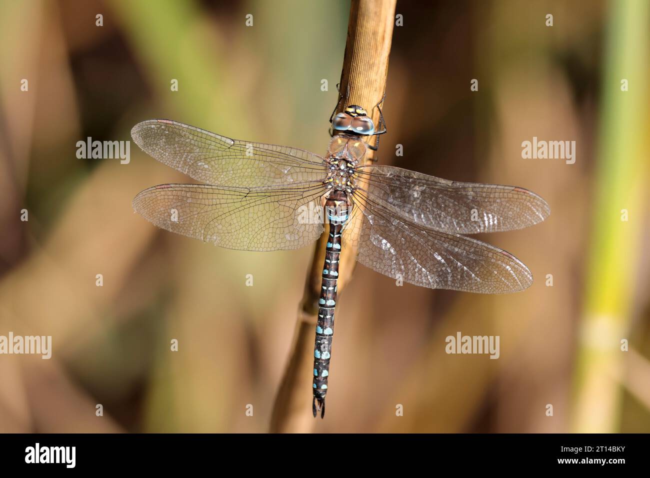 Southern hawker dragonfly Aeshna cyanea, male blue bands on black