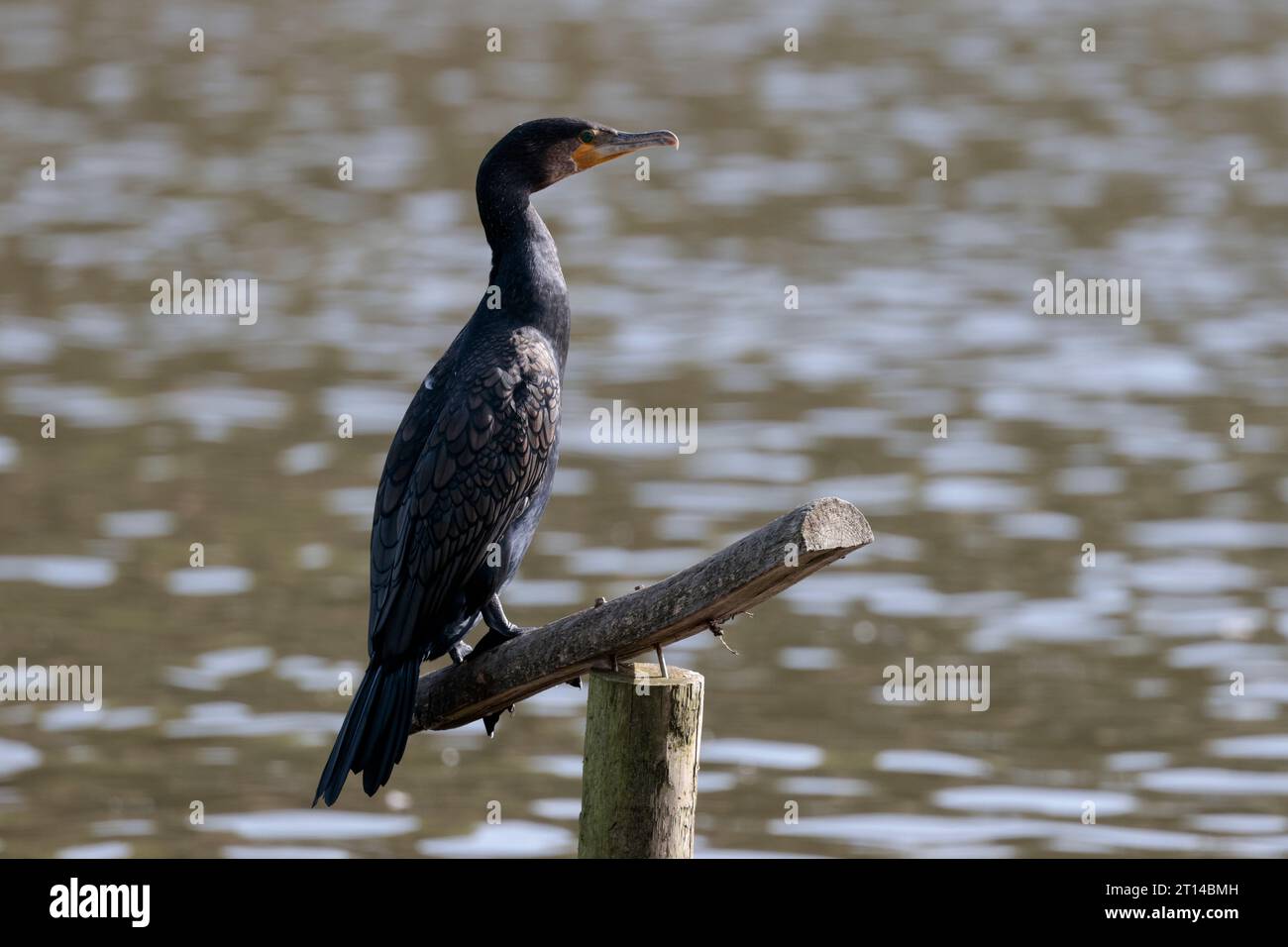 Sunlit resting cormorant hires stock photography and images Alamy