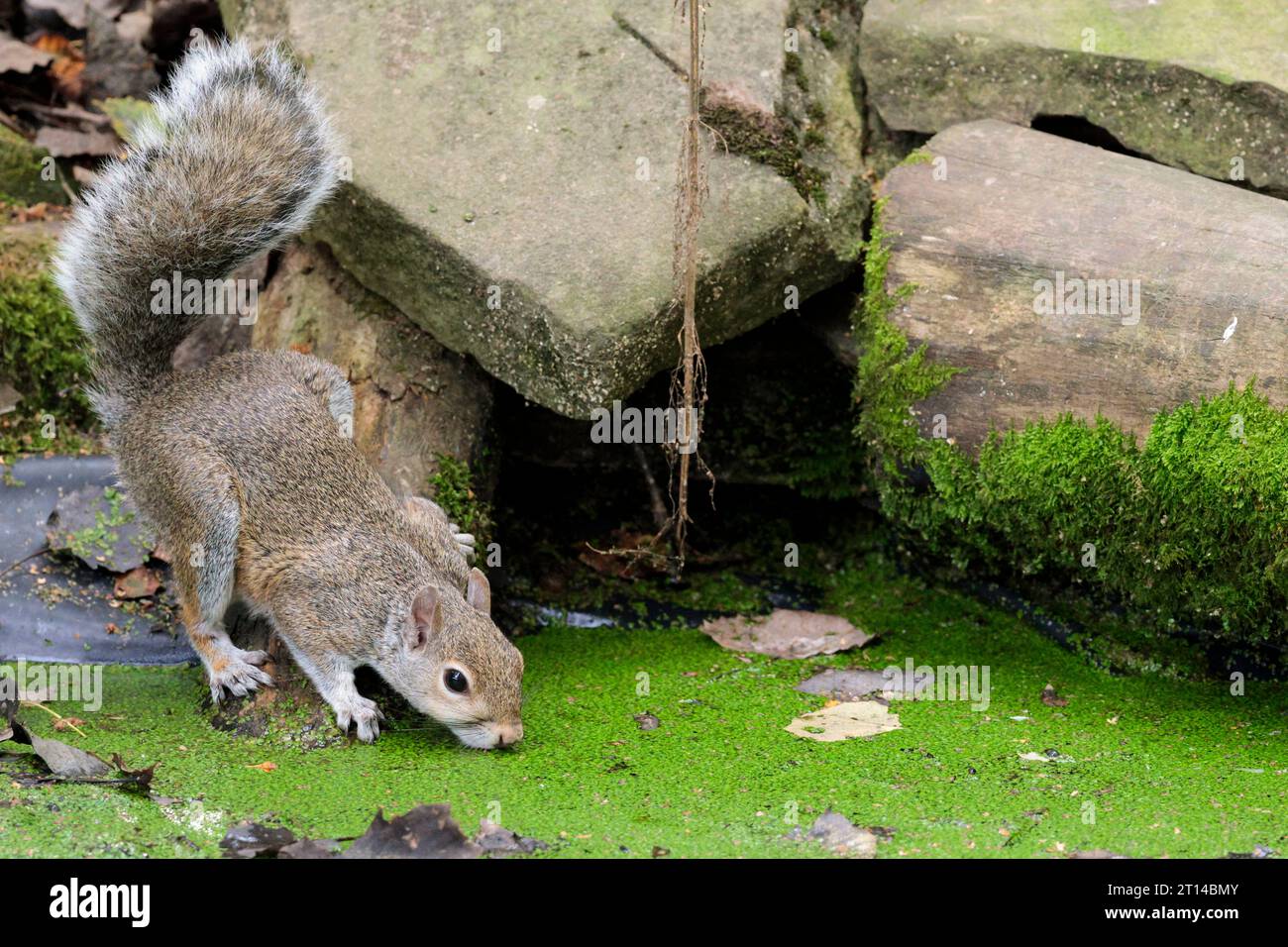 Grey squirrel drinking Sciurus carolinensis, late summer grey fur tinged with red in places bushy tail in bird hide drinking from pond through weed Stock Photo
