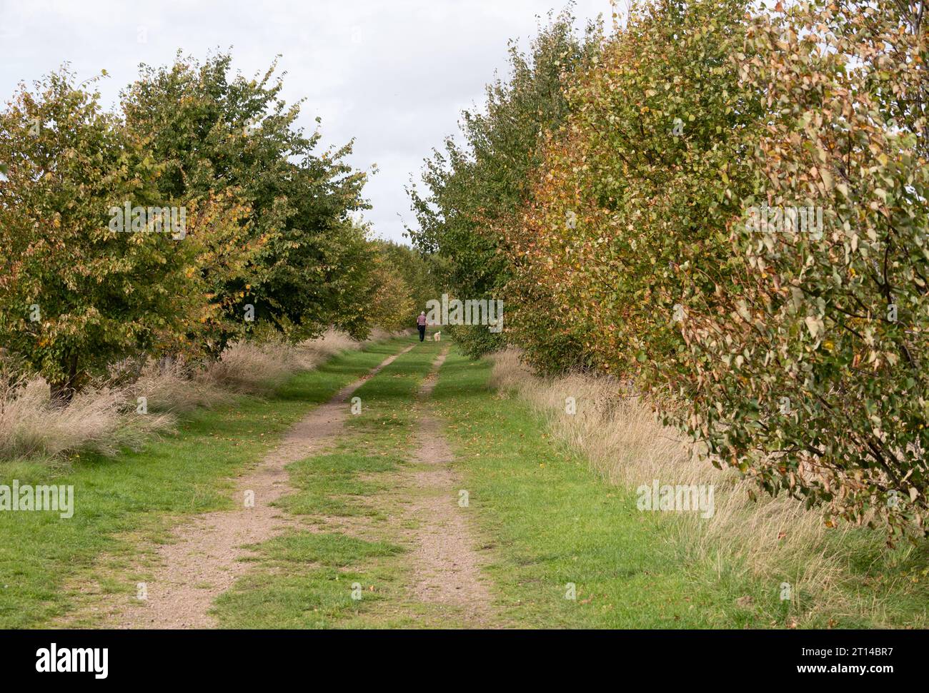 Weldon Woodland Park, Northamptonshire, England, UK Stock Photo
