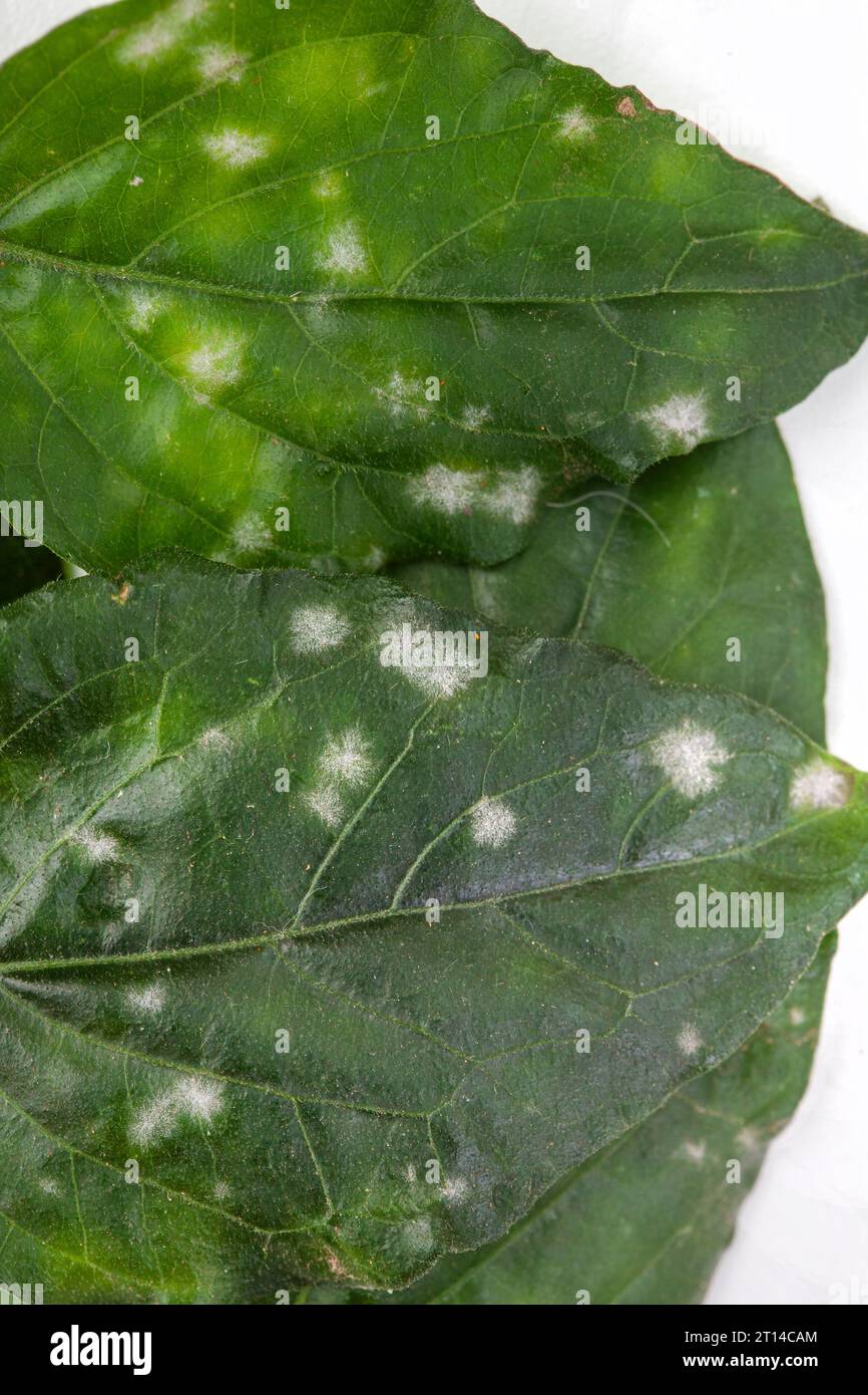 Plant leaves with powdery mildew on white Stock Photo
