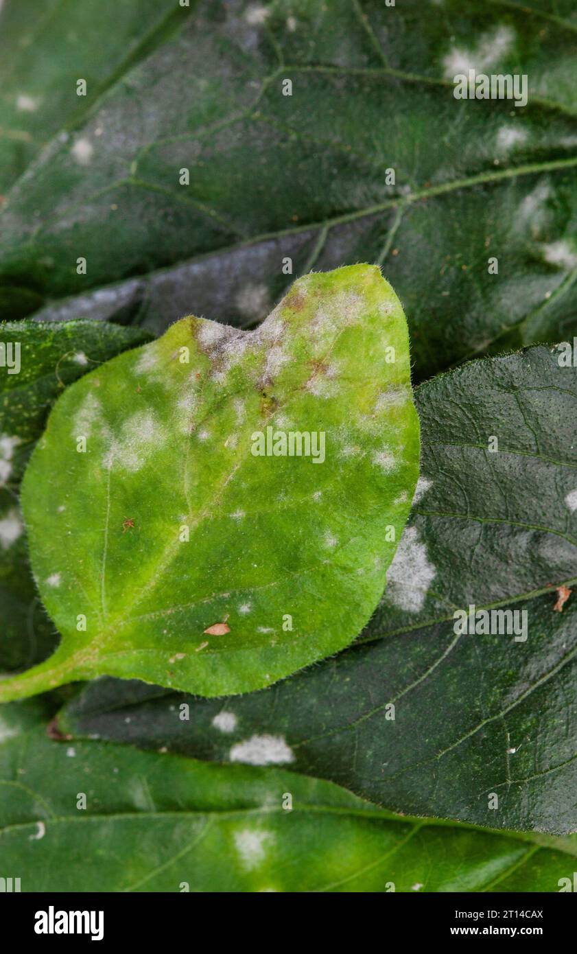 Plant leaves with powdery mildew on white Stock Photo