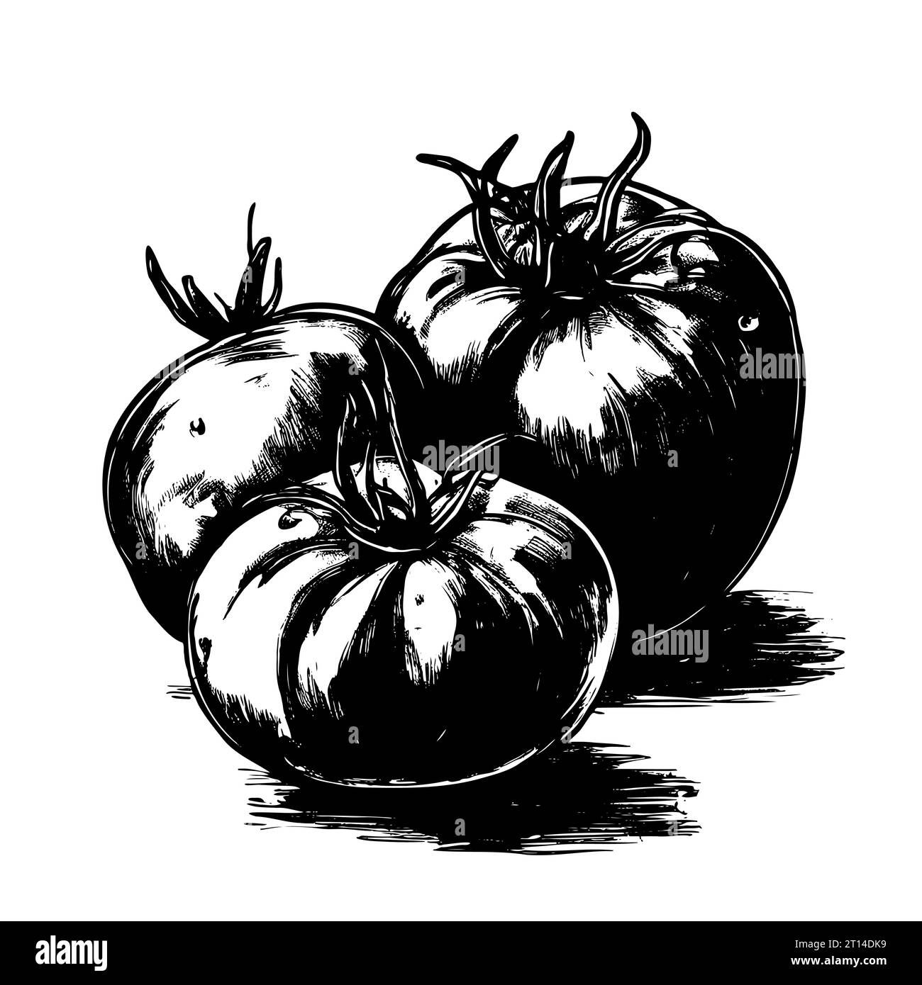 Sketch Hand Drawn three Tomato. Vector illustration Stock Vector Image ...