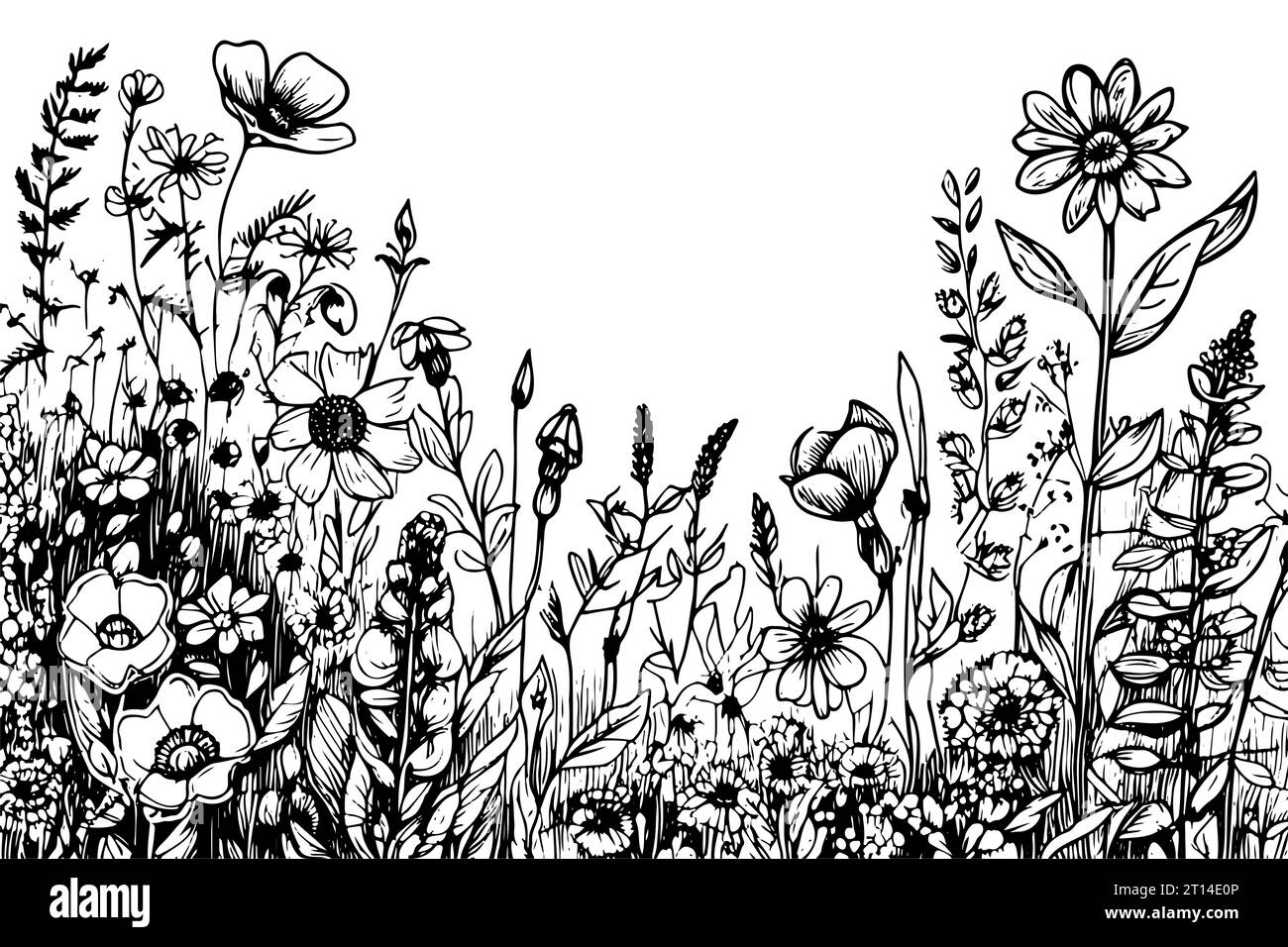 sketch Set Herbs and Wild Flowers. Hand drawn floral. Vector ...