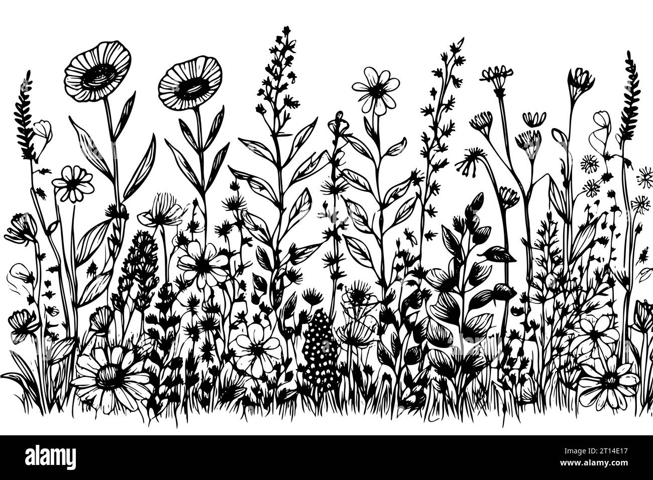 sketch Set Herbs and Wild Flowers. Hand drawn floral. Vector ...