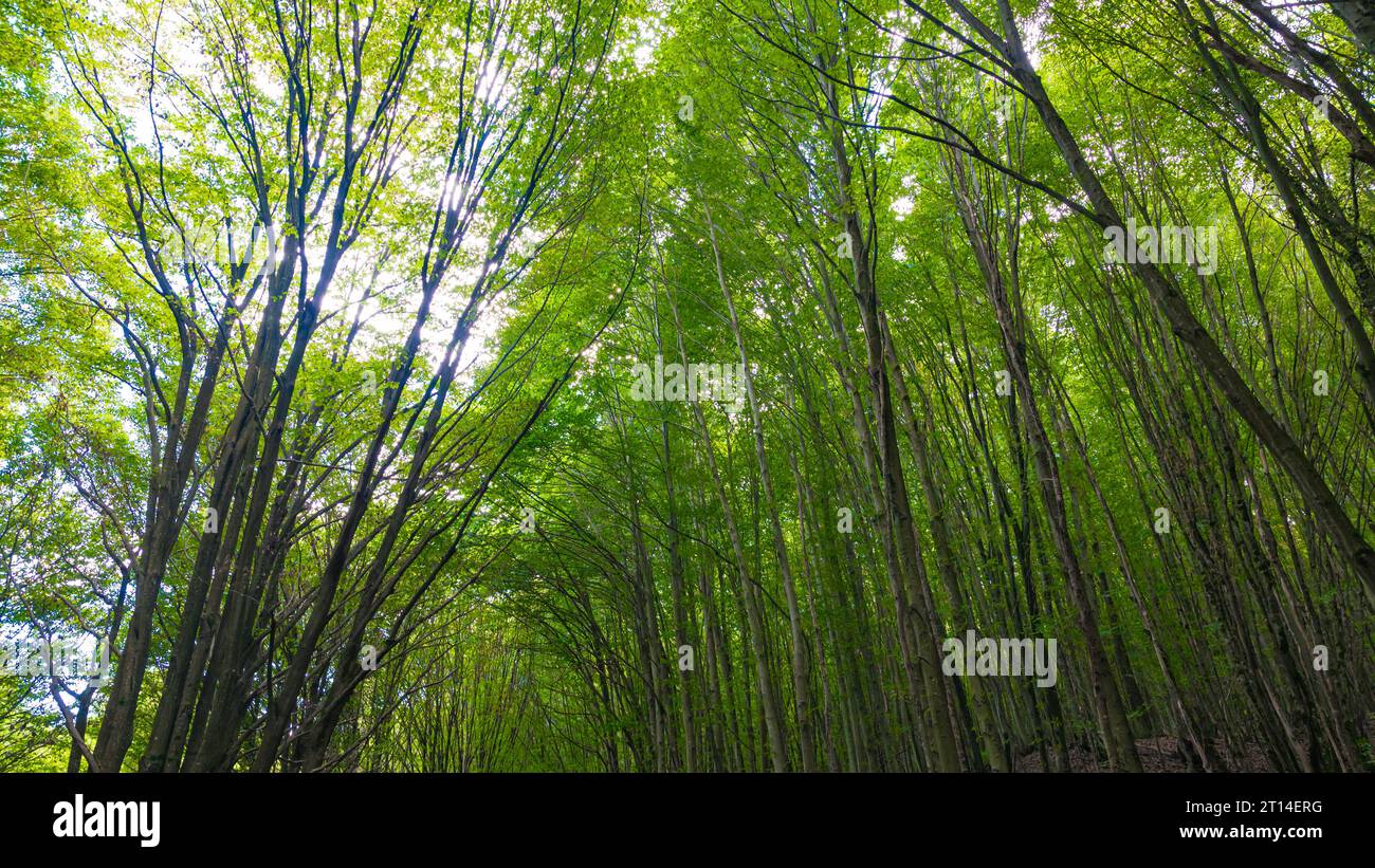 Carbon net zero concept background. Lush green forest. Forest ...