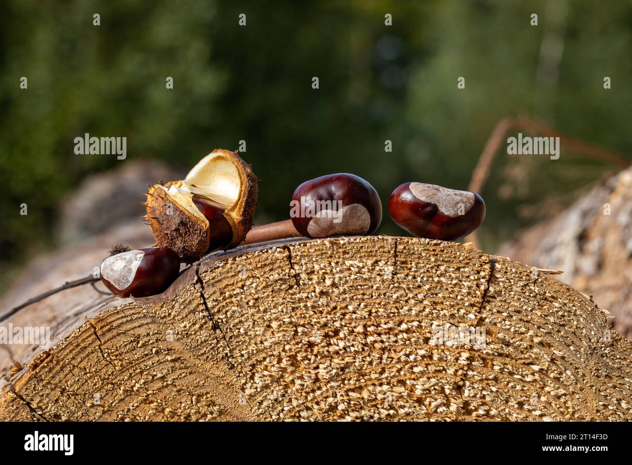 : Chestnuts on a round flat stump in the Sauerland on a beautiful autumn day Stock Photo