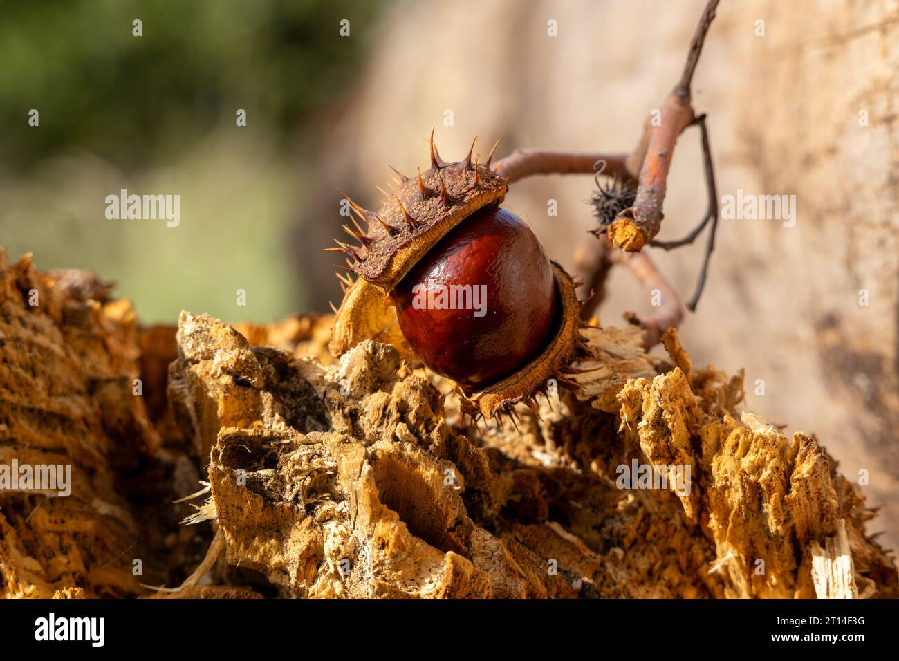 Chestnuts on a round flat stump in the Sauerland on a beautiful autumn day Stock Photo